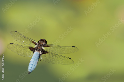 Dragonfly. © Tetiana
