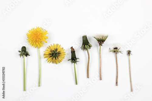 Dandelion in seven different stages isolated on a white background. Copy space. Top view.