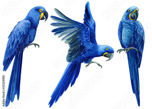 Set of hand-drawn watercolor birds, macaw hyacinth parrot on an isolated transparent background, tropical illustration