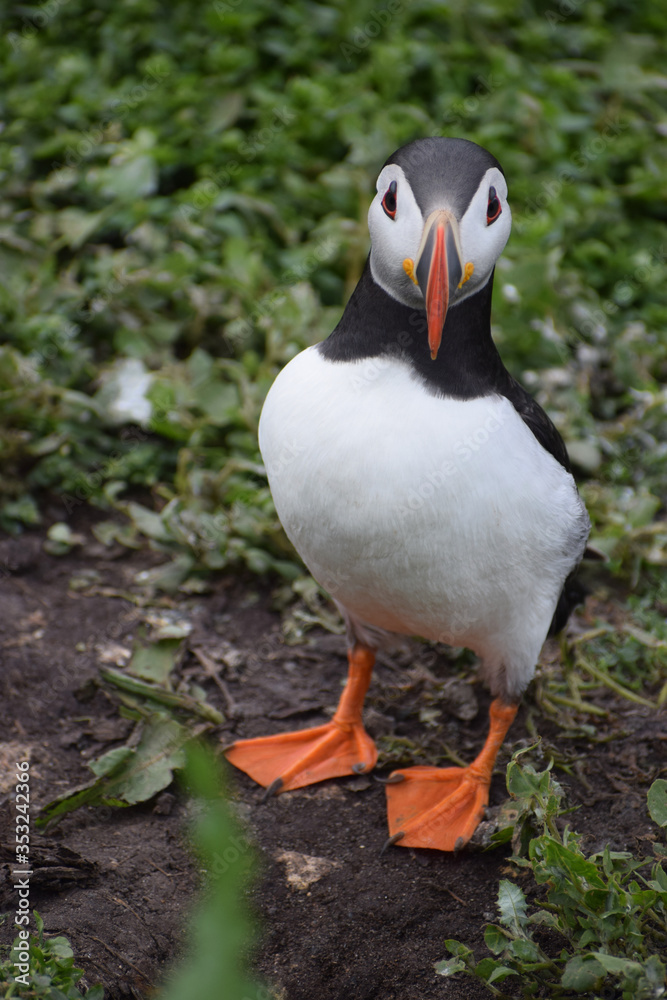 Naklejka premium Atlantic Puffin