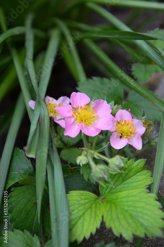 bush of strawberries blooming with pink flowers