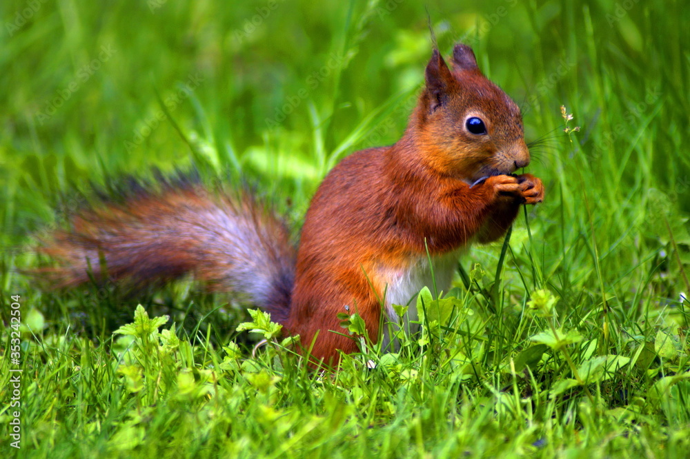 Beautiful squirrel with shiny fur in a clearing eats. close-up Beautiful squirrel with shiny fur in a clearing eats. close-up