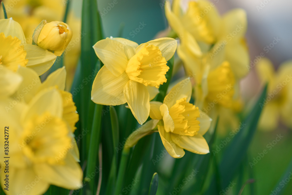 Daffodils in full bloom at springtime Easter Daffodils in full bloom at springtime Easter