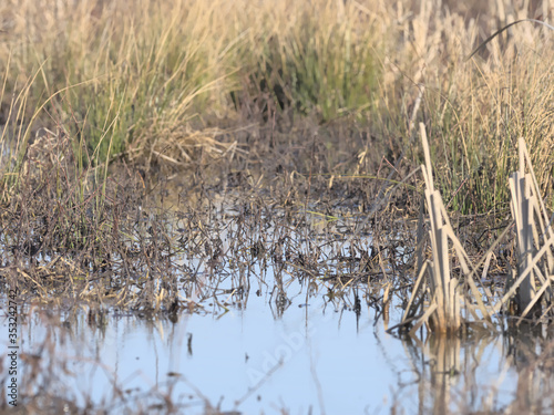 Grasses of the Wetlands © Deborah