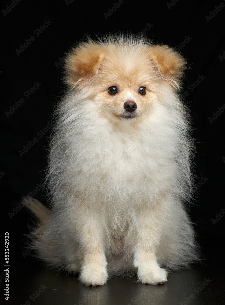 Cream color fluffy pomeranian spitz puppy dog sitting full length portrait against black background in studio