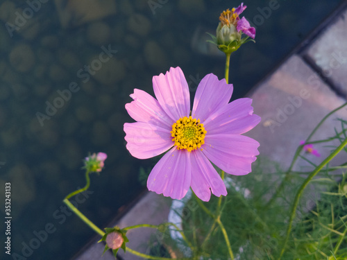 Beautiful cosmos flower.Cosmos Flower.