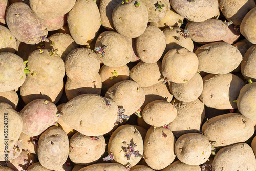 A pile of seed potatoes. Potato sprouts background. Group of sprouted potatoes. Agriculture and farming.