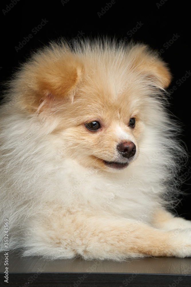 Cream color fluffy pomeranian spitz puppy dog closeup portrait against black background in studio