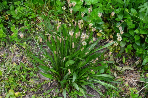 Bilde på lerret Plantago lanceolata