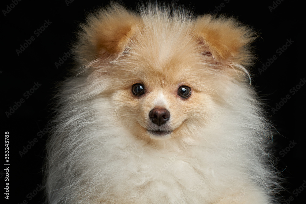 Cream color fluffy pomeranian spitz puppy dog closeup portrait against black background in studio Cream color fluffy pomeranian spitz puppy dog closeup portrait against black background in studio