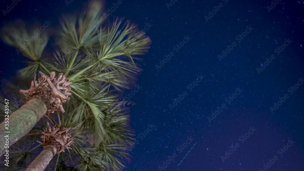 Florida Palm Tree as Stars Pass Overhead time lapse Florida Palm Tree as Stars Pass Overhead time lapse