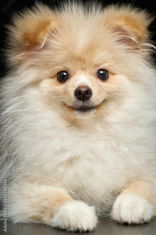 Cream color fluffy pomeranian spitz puppy dog against black background in studio Cream color fluffy pomeranian spitz puppy dog against black background in studio