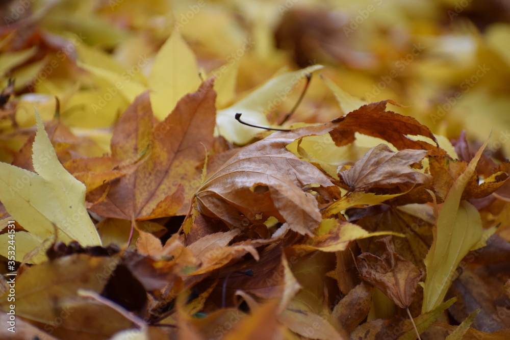 Autumn Leaves Autumn Leaves
