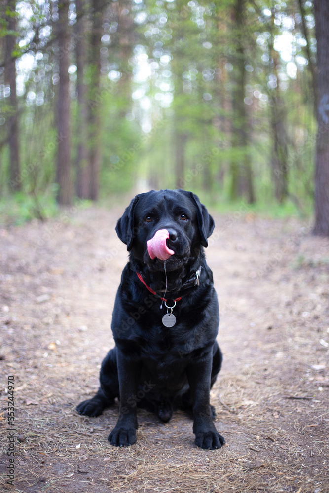 black labrador retriever in the park black labrador retriever in the park