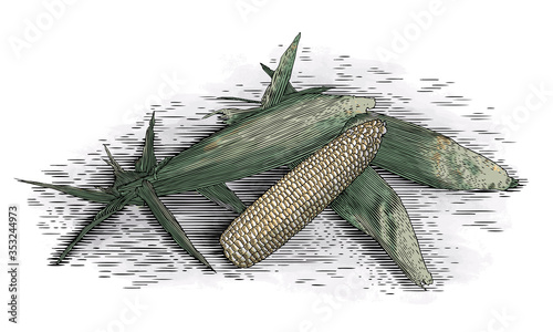 Woodcut Corn Cobs Color