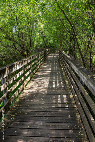 Boardwalk trail through a canopy of deciduous trees, dappled sun 