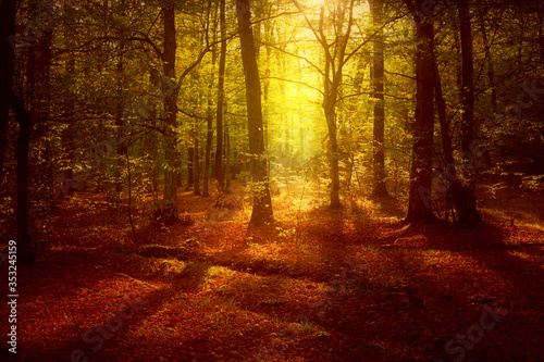 Sunrise in autumn forest