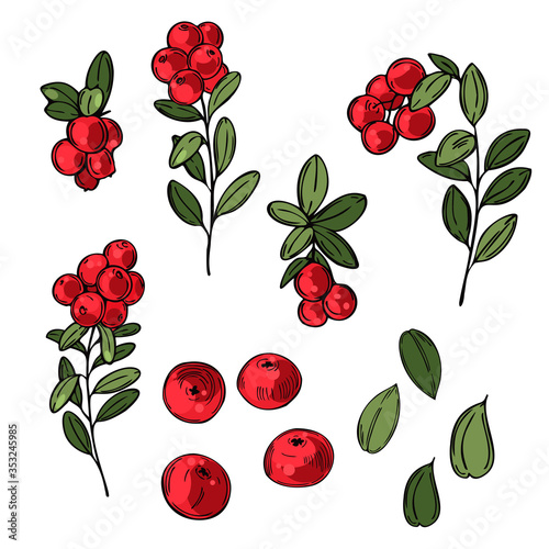 Hand drawn forest berry. Lingonberry. Cowberry. Vector sketch illustration