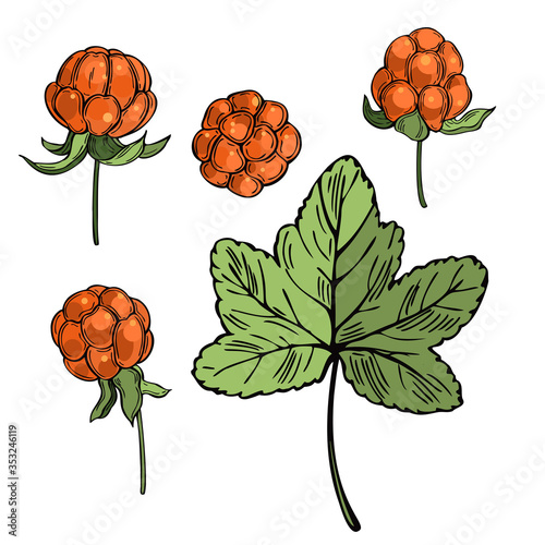 Hand drawn forest berry. Cloudberry on white background. Vector sketch illustration