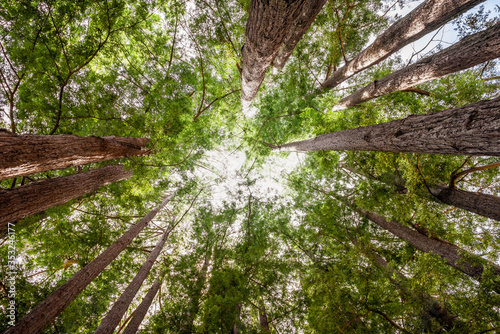 Looking up in a Coastal Redwood forest (Sequoia Sempervirens), converging tree trunks surrounded by evergreen foliage, Sanborn County Park, Santa Cruz Mountains, San Francisco bay area photo