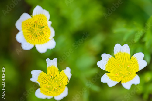 Flower limnantes Lucia. Elegant unpretentious plant, yellow with a white border photo