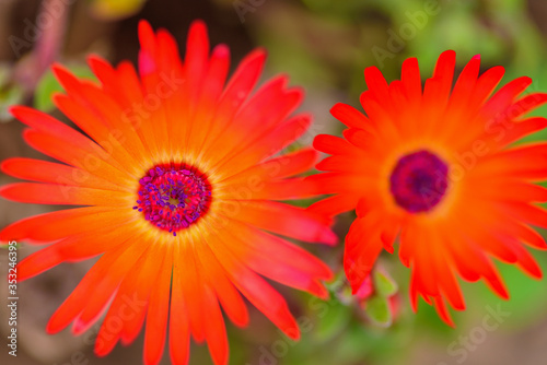 Orange glow of the doroteanthus flower or mesembryanthemum-midday flower close-up, selective focus