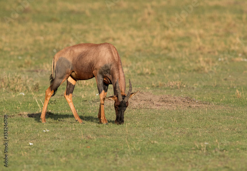 Topi antelope grazing at  Masai Mara grassland  Kenya