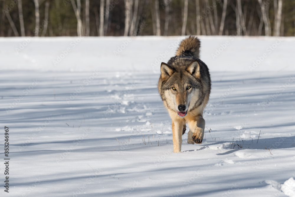 Grey Wolf (Canis lupus) Steps Forward in Field Tongue Out Paw Up Winter