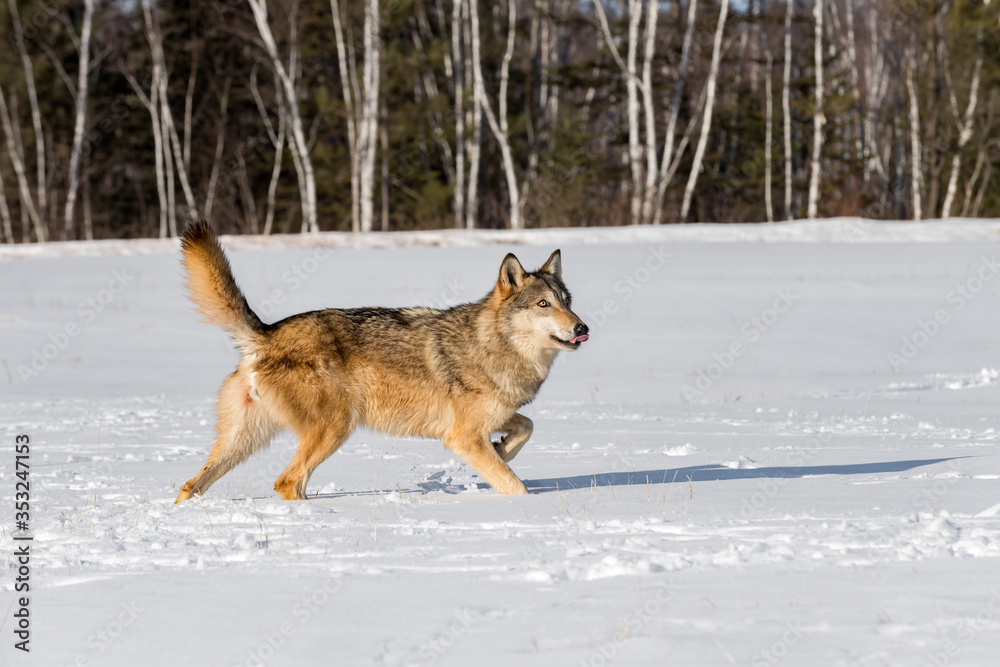 Grey Wolf (Canis lupus) Trots Right Through Field Tail Held High Winter Grey Wolf (Canis lupus) Trots Right Through Field Tail Held High Winter