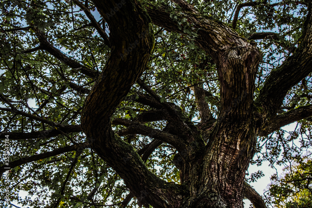 branched crown of an old tree. curved branches. view from below branched crown of an old tree. curved branches. view from below