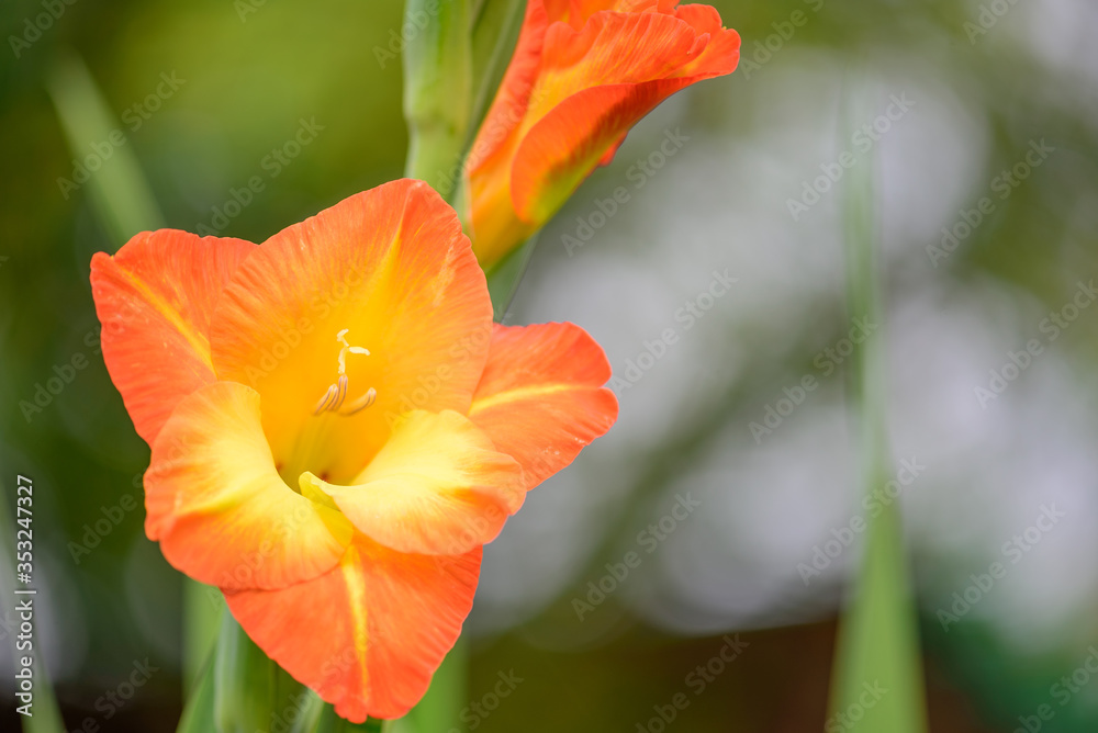 Fototapeta premium Gladiolus 'Sunshine' with bright and colorful yellow and orange flowers in the garden in sunny day, closeup