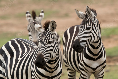 Fototapeta Naklejka Na Ścianę i Meble -  Closeup  of a  pair of Zebras, Masai Mara, Kenya