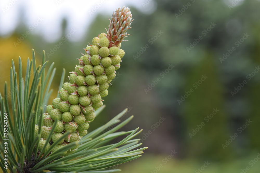 In the foreground a coniferous shoot. In the background a blurred garden. There is a place to enter the sentence. In the foreground a coniferous shoot. In the background a blurred garden. There is a place to enter the sentence.