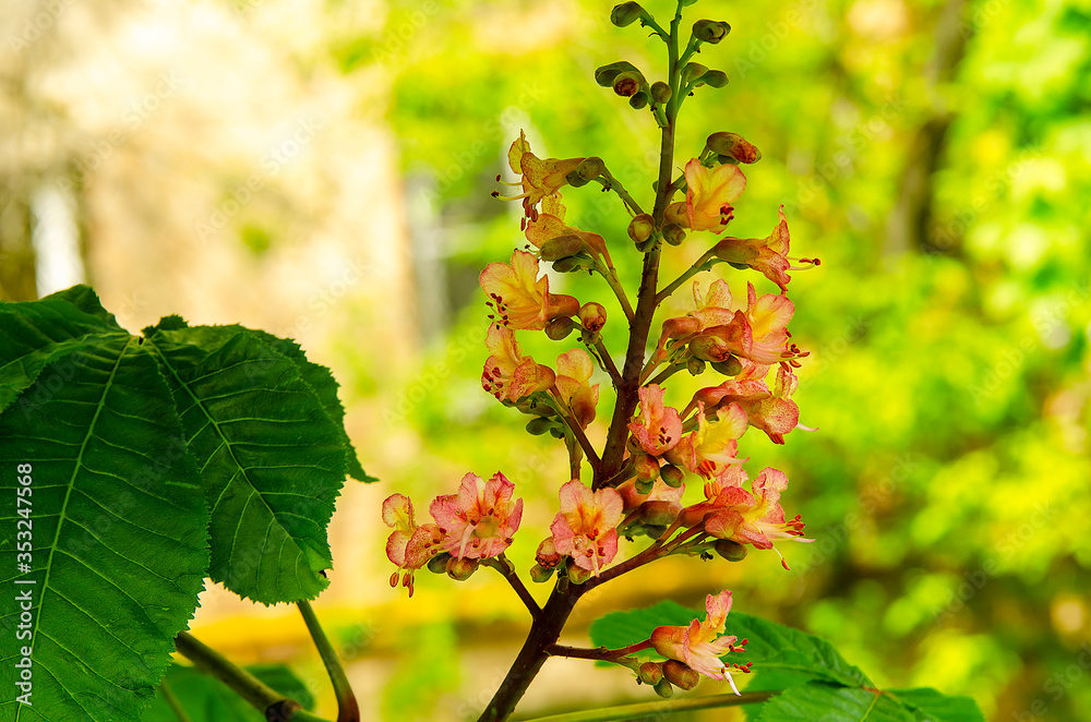 Close-up pink flower of a chestnut tree. Close-up pink flower of a chestnut tree.