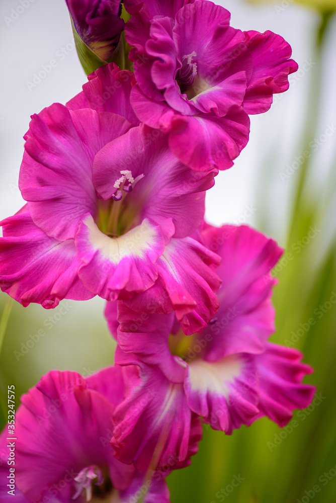 Crimson gladiolus flower in the garden on the background of summer green grass. Selective focus Crimson gladiolus flower in the garden on the background of summer green grass. Selective focus