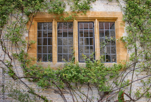 A climbing shrub grows in front of an old leaded window in an old English house.