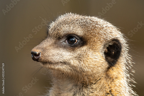 Valokuva Meerkat (suricata suricatta)