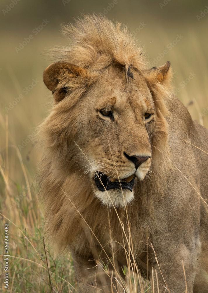 Portrait of a subadult Lion  at Masai Mara, Kenya