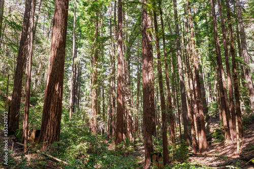 Sunlight illuminating a Coastal Redwood forest  Sequoia Sempervirens   Santa Cruz Mountains  California