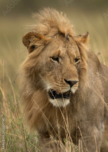 Portrait of a subadult Lion at Masai Mara, Kenya