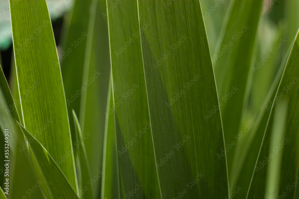 Green grass has a natural texture. Green background Green grass has a natural texture. Green background