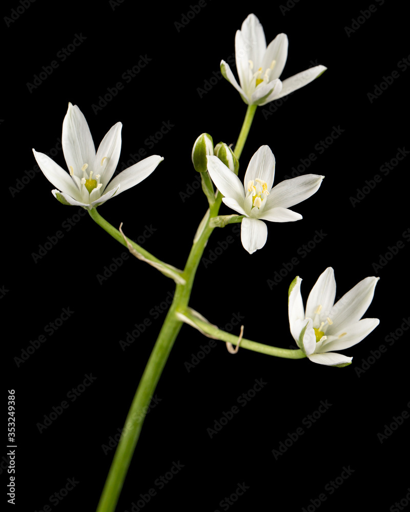 Obraz premium White flower of ornithogalum, isolated on black background