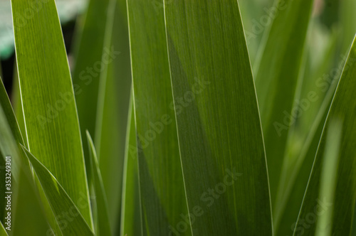 Green grass has a natural texture. Green background