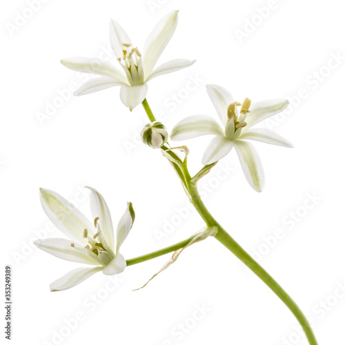 Fototapeta Naklejka Na Ścianę i Meble -  White flower of ornithogalum, isolated on white background
