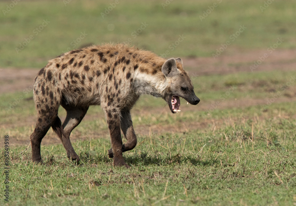 Hyena walking in the Svannah of Masai Mara, Kenya Hyena walking in the Svannah of Masai Mara, Kenya