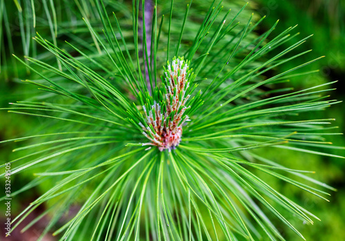 the therapeutic properties of pine buds