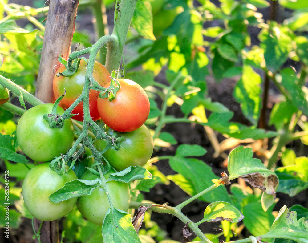 round red and green tomatoes hang on a branch sung on a farm
