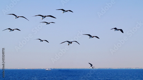 a flock of seagulls flies over the sea, a boat floats in the distance