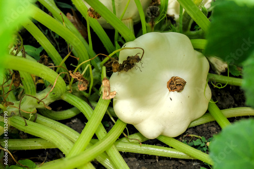 white ripe patison with a brown navel grows on a farm among green leaves close-up photo