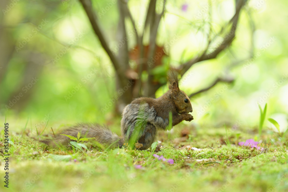 Fototapeta premium エゾリス